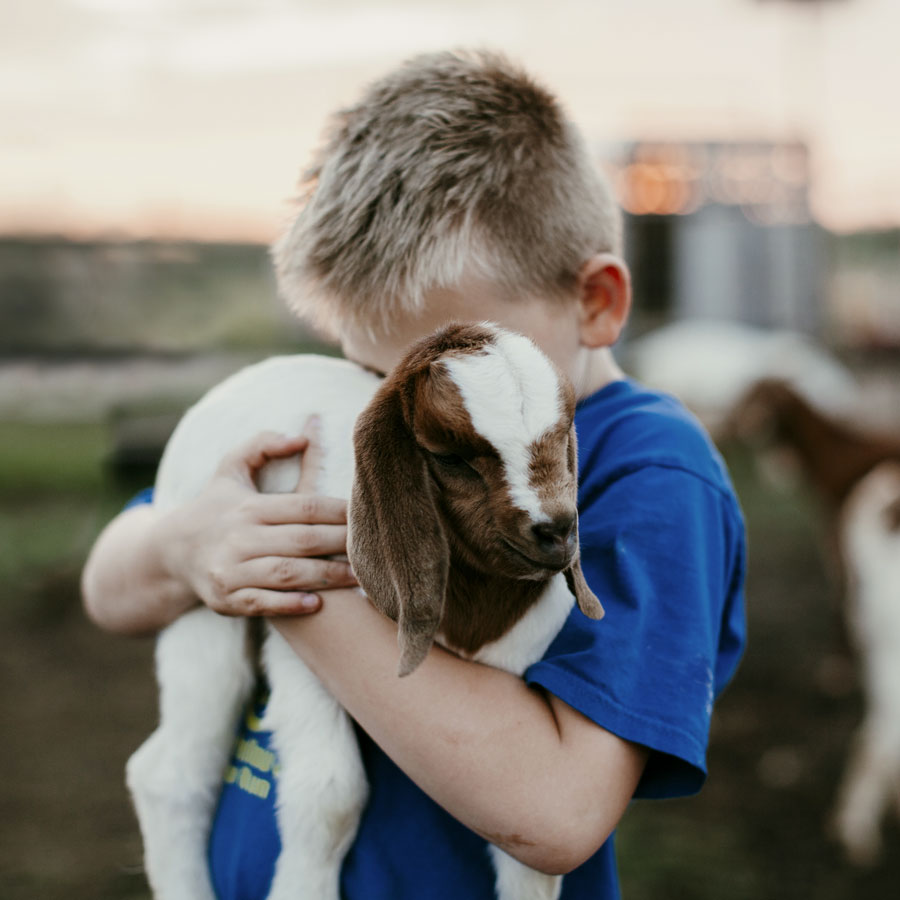 kid_goat